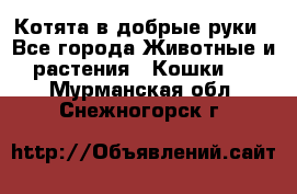 Котята в добрые руки - Все города Животные и растения » Кошки   . Мурманская обл.,Снежногорск г.